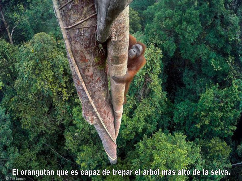 El orangután que es capaz de trepar el árbol más alto de la selva.