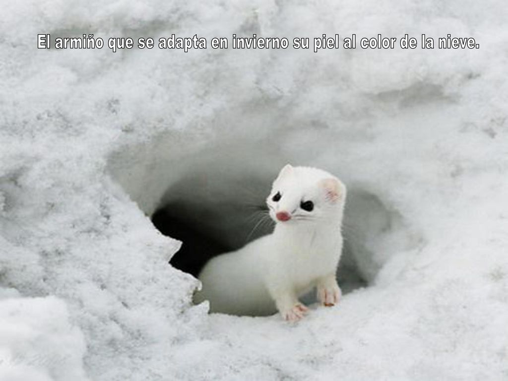 El armiño que se adapta en invierno su piel al color de la nieve.