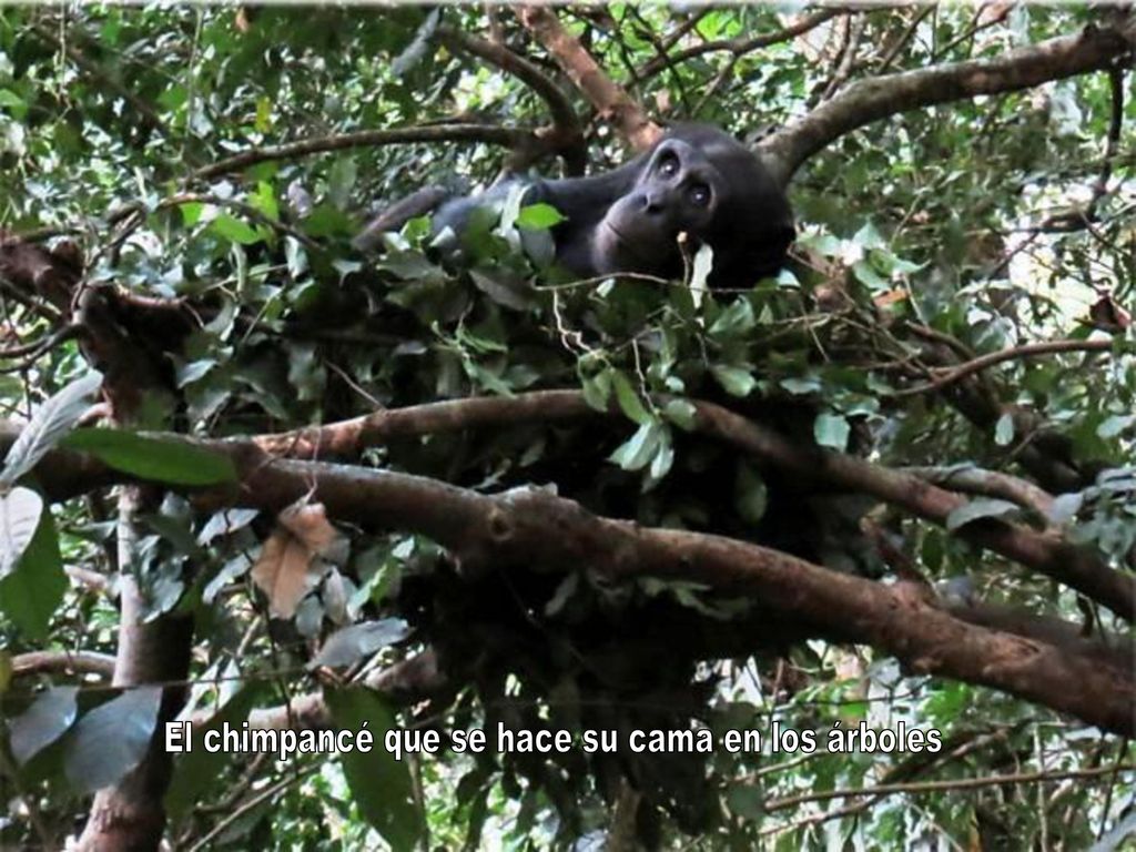 El chimpancé que se hace su cama en los árboles