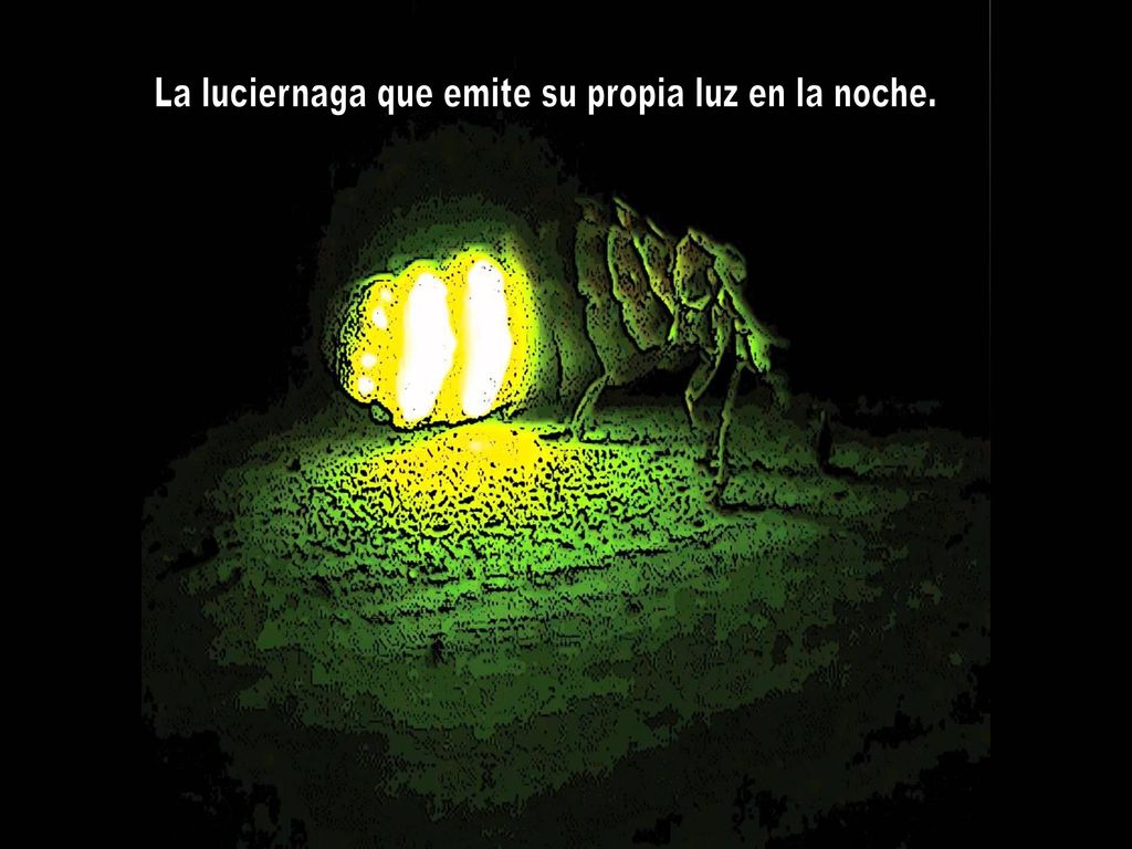 La luciernaga que emite su propia luz en la noche.