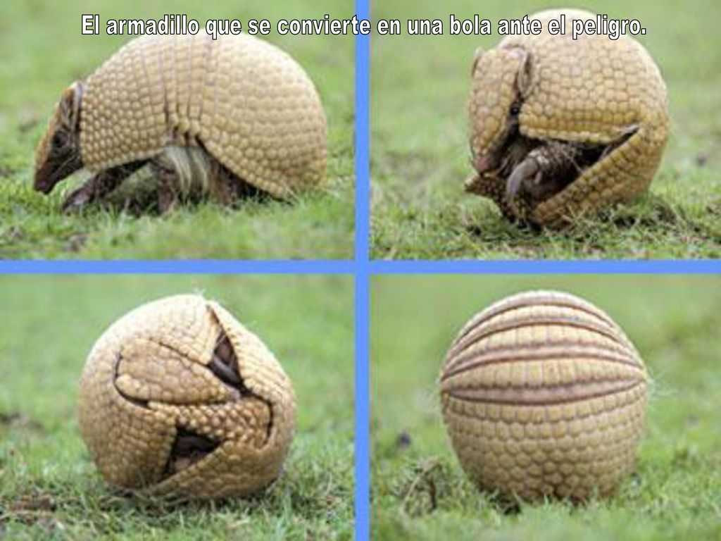 El armadillo que se convierte en una bola ante el peligro.