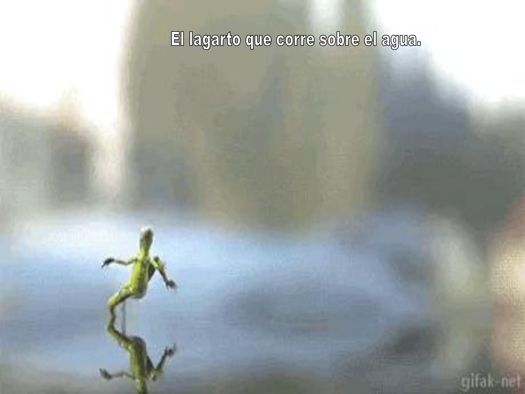 El lagarto que corre sobre el agua.