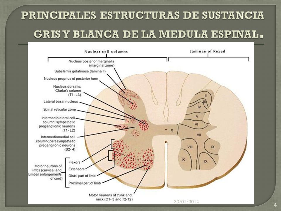 PRINCIPALES ESTRUCTURAS DE SUSTANCIA GRIS Y BLANCA DE LA MEDULA ESPINAL.