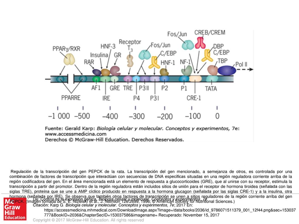Regulación de la transcripción del gen PEPCK de la rata