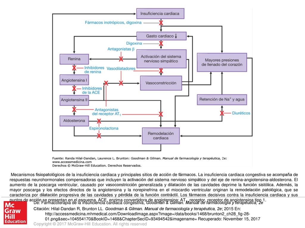 Mecanismos fisiopatológicos de la insuficiencia cardiaca y principales sitios de acción de fármacos. La insuficiencia cardiaca congestiva se acompaña de respuestas neurohormonales compensadoras que incluyen la activación del sistema nervioso simpático y del eje de renina-angiotensina-aldosterona. El aumento de la poscarga ventricular, causado por vasoconstricción generalizada y dilatación de las cavidades deprime la función sistólica. Además, la mayor poscarga y los efectos directos de la angiotensina y la norepinefrina en el miocardio ventricular originan la remodelación patológica, que se caracteriza por dilatación progresiva de las cavidades y pérdida de la función contráctil. Los fármacos decisivos contra la insuficiencia cardiaca y sus puntos de acción se presentan en el esquema. ACE, enzima convertidora de angiotensina; AT1, receptor, receptor de angiotensina tipo 1.