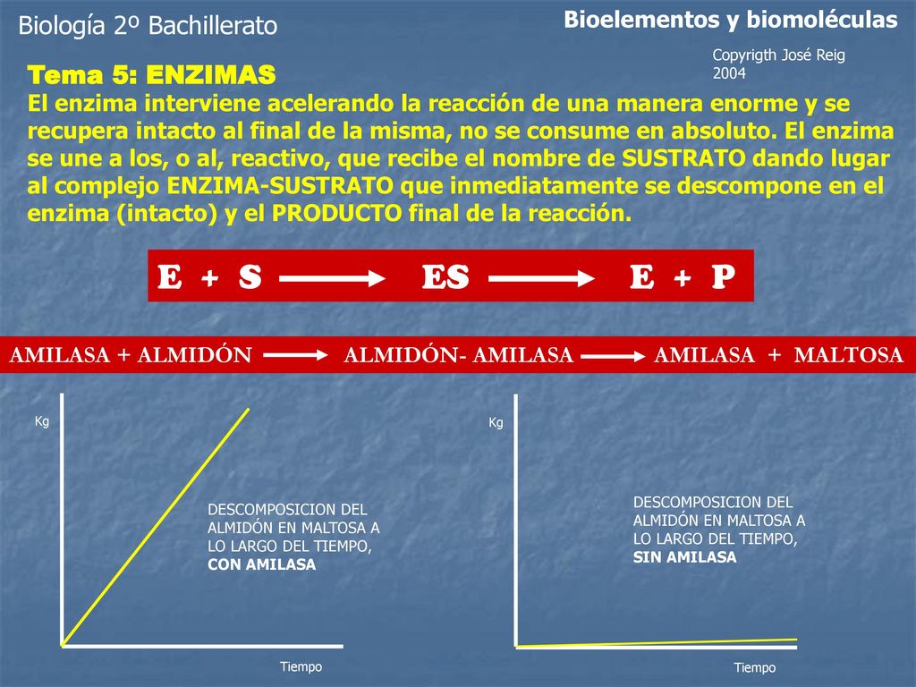 E + S ES E + P Biología 2º Bachillerato Tema 5: ENZIMAS