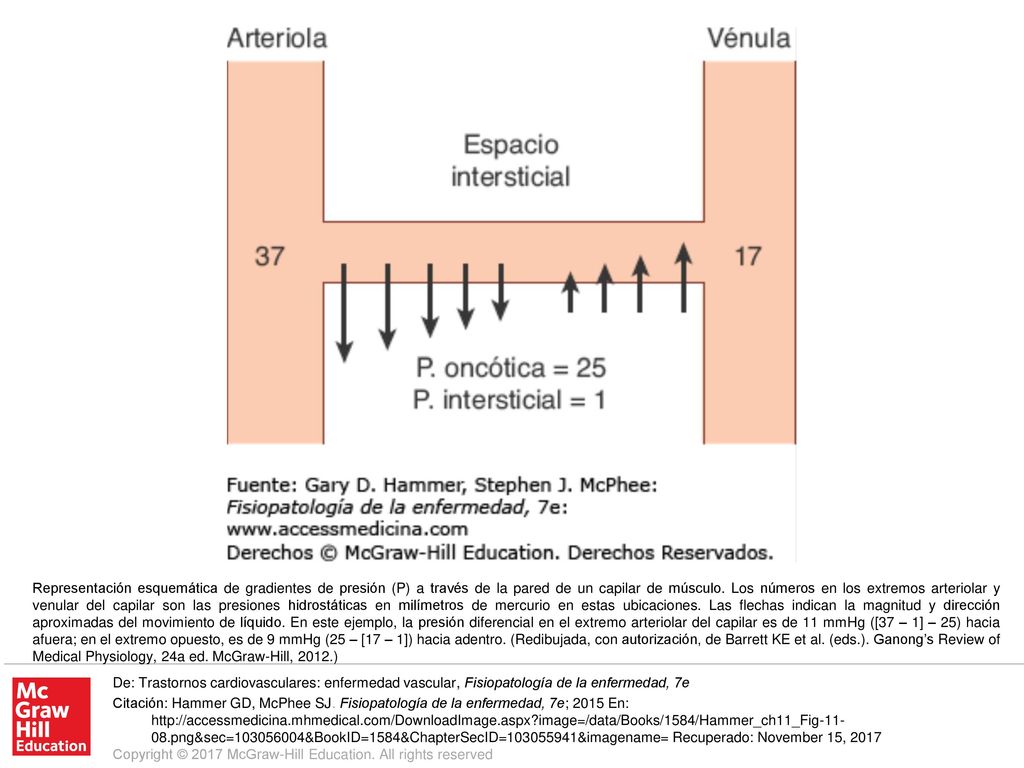Representación esquemática de gradientes de presión (P) a través de la pared de un capilar de músculo. Los números en los extremos arteriolar y venular del capilar son las presiones hidrostáticas en milímetros de mercurio en estas ubicaciones. Las flechas indican la magnitud y dirección aproximadas del movimiento de líquido. En este ejemplo, la presión diferencial en el extremo arteriolar del capilar es de 11 mmHg ([37 – 1] – 25) hacia afuera; en el extremo opuesto, es de 9 mmHg (25 – [17 – 1]) hacia adentro. (Redibujada, con autorización, de Barrett KE et al. (eds.). Ganong’s Review of Medical Physiology, 24a ed. McGraw-Hill, 2012.)
