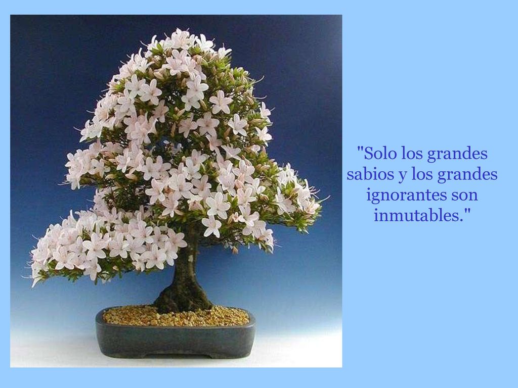 Solo los grandes sabios y los grandes ignorantes son inmutables.