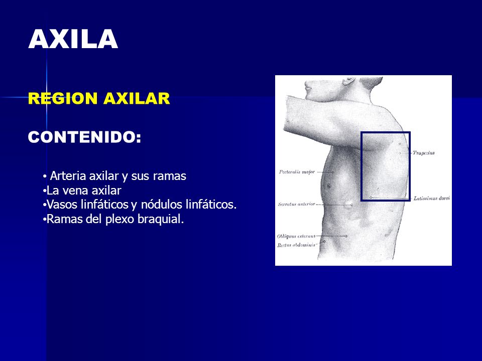 AXILA REGION AXILAR CONTENIDO: Arteria axilar y sus ramas