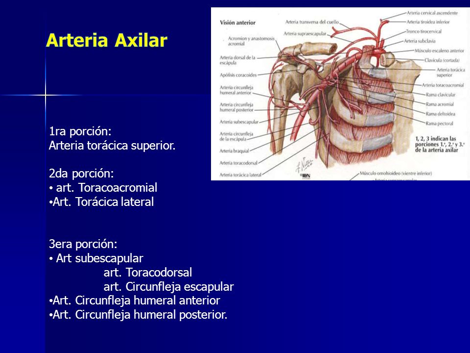 Arteria Axilar 1ra porción: Arteria torácica superior. 2da porción: