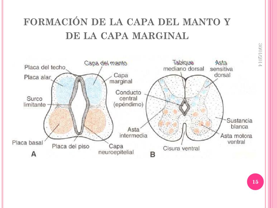 formación de la capa del manto y de la capa marginal