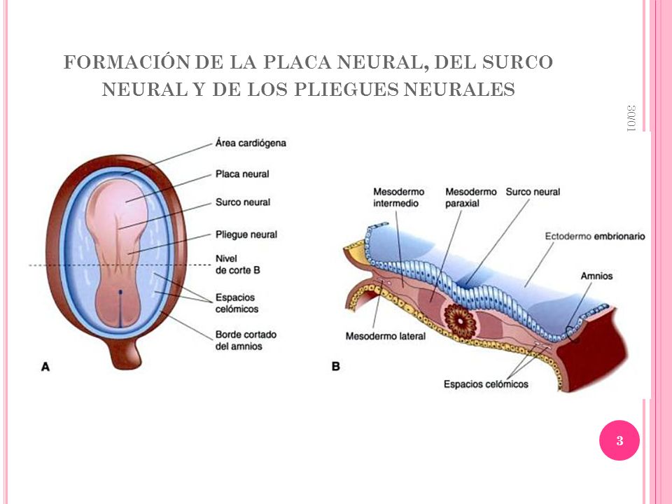 formación de la placa neural, del surco neural y de los pliegues neurales
