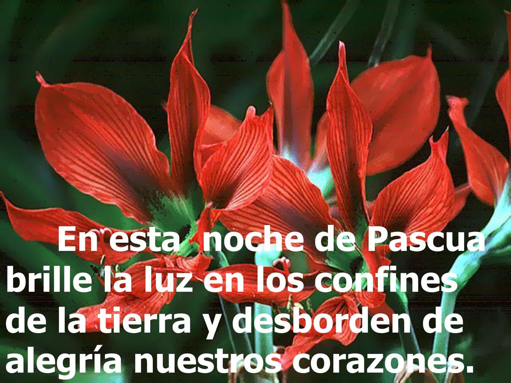 En esta noche de Pascua brille la luz en los confines de la tierra y desborden de alegría nuestros corazones.