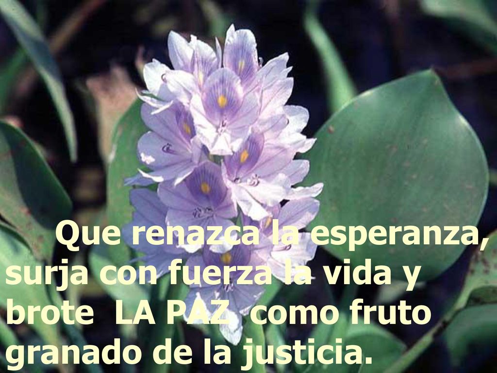 Que renazca la esperanza, surja con fuerza la vida y brote LA PAZ como fruto granado de la justicia.