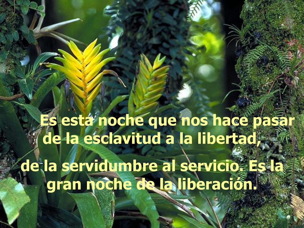 Es esta noche que nos hace pasar de la esclavitud a la libertad,