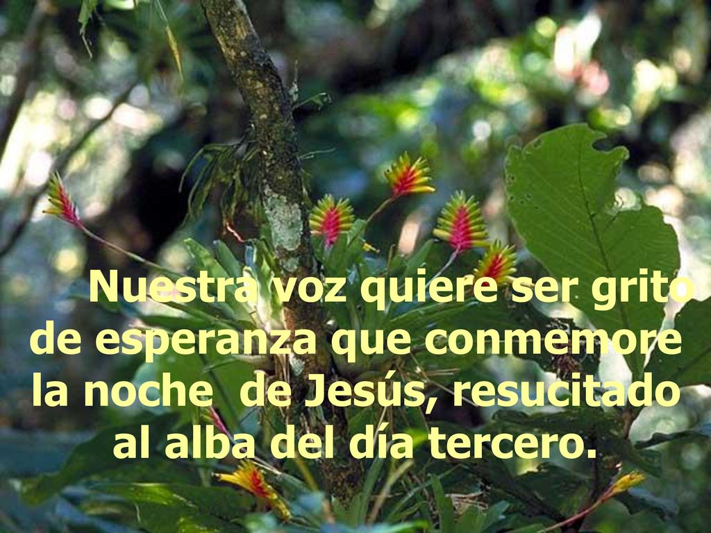 Nuestra voz quiere ser grito de esperanza que conmemore la noche de Jesús, resucitado al alba del día tercero.