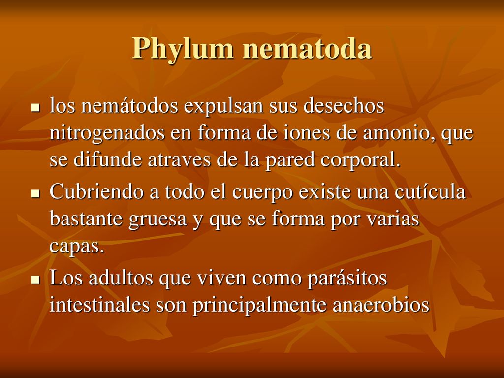 Phylum nematoda los nemátodos expulsan sus desechos nitrogenados en forma de iones de amonio, que se difunde atraves de la pared corporal.