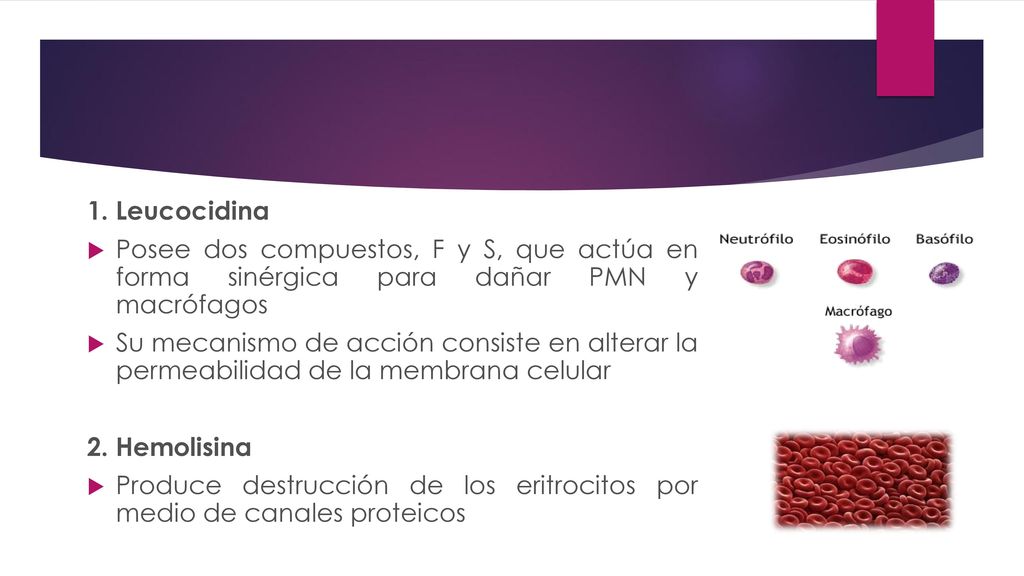1. Leucocidina Posee dos compuestos, F y S, que actúa en forma sinérgica para dañar PMN y macrófagos.