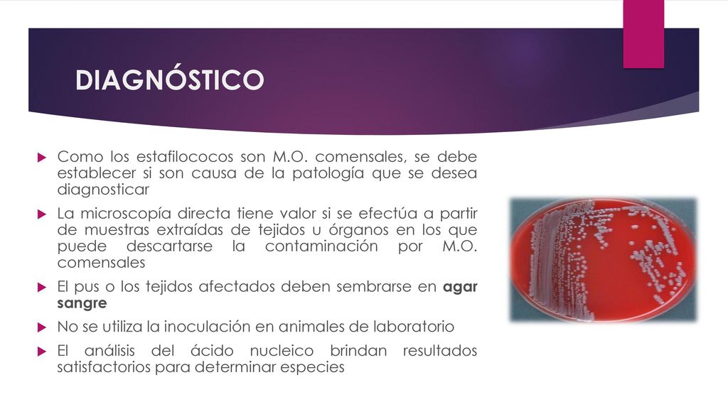 DIAGNÓSTICO Como los estafilococos son M.O. comensales, se debe establecer si son causa de la patología que se desea diagnosticar.
