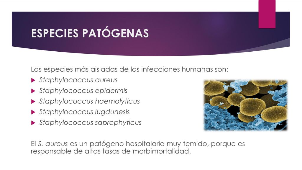 ESPECIES PATÓGENAS Las especies más aisladas de las infecciones humanas son: Staphylococcus aureus.