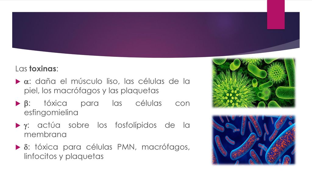 Las toxinas: : daña el músculo liso, las células de la piel, los macrófagos y las plaquetas. : tóxica para las células con esfingomielina.