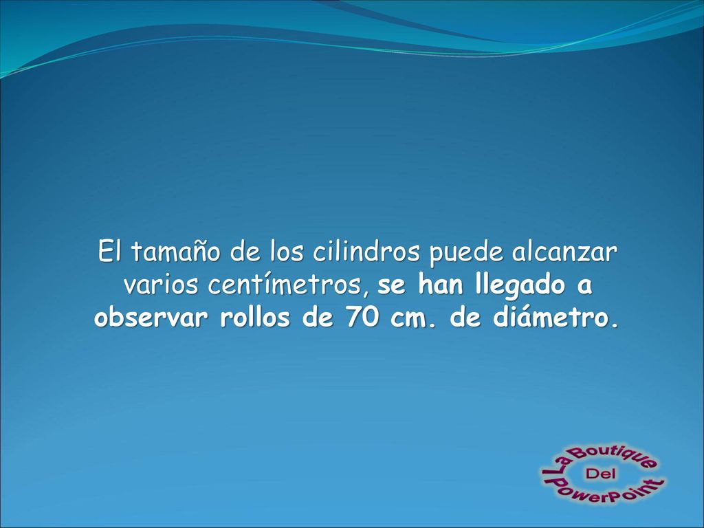 El tamaño de los cilindros puede alcanzar varios centímetros, se han llegado a observar rollos de 70 cm.