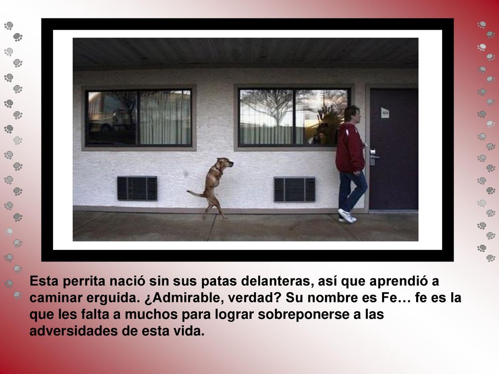 Esta perrita nació sin sus patas delanteras, así que aprendió a caminar erguida.