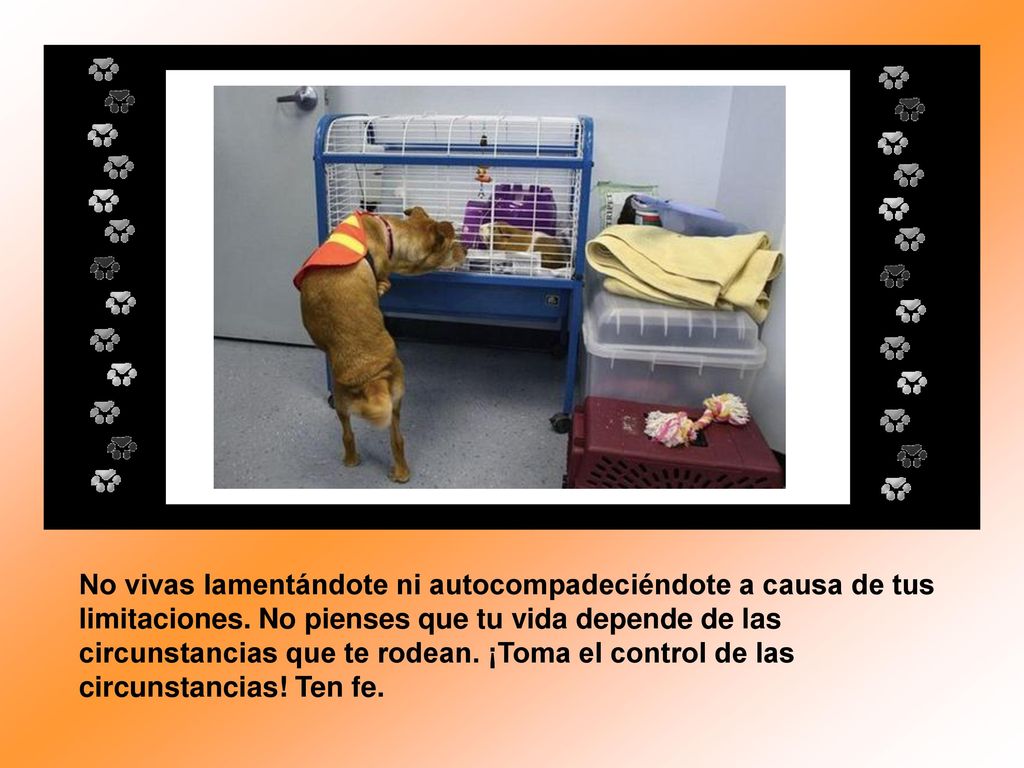 No vivas lamentándote ni autocompadeciéndote a causa de tus limitaciones.