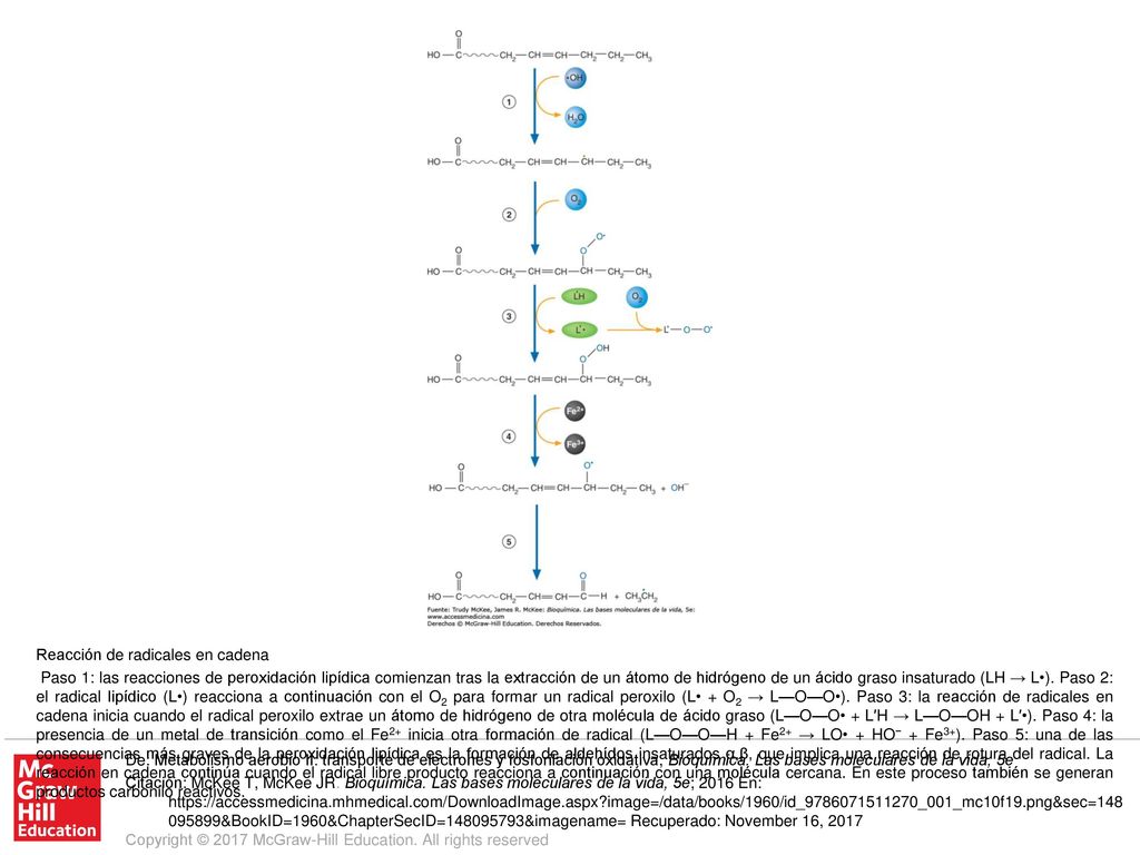 Paso 1: las reacciones de peroxidación lipídica comienzan tras la extracción de un átomo de hidrógeno de un ácido graso insaturado (LH → L•). Paso 2: el radical lipídico (L•) reacciona a continuación con el O2 para formar un radical peroxilo (L• + O2 → L—O—O•). Paso 3: la reacción de radicales en cadena inicia cuando el radical peroxilo extrae un átomo de hidrógeno de otra molécula de ácido graso (L—O—O• + L′H → L—O—OH + L′•). Paso 4: la presencia de un metal de transición como el Fe2+ inicia otra formación de radical (L—O—O—H + Fe2+ → LO• + HO− + Fe3+). Paso 5: una de las consecuencias más graves de la peroxidación lipídica es la formación de aldehídos insaturados α,β, que implica una reacción de rotura del radical. La reacción en cadena continúa cuando el radical libre producto reacciona a continuación con una molécula cercana. En este proceso también se generan productos carbonilo reactivos.