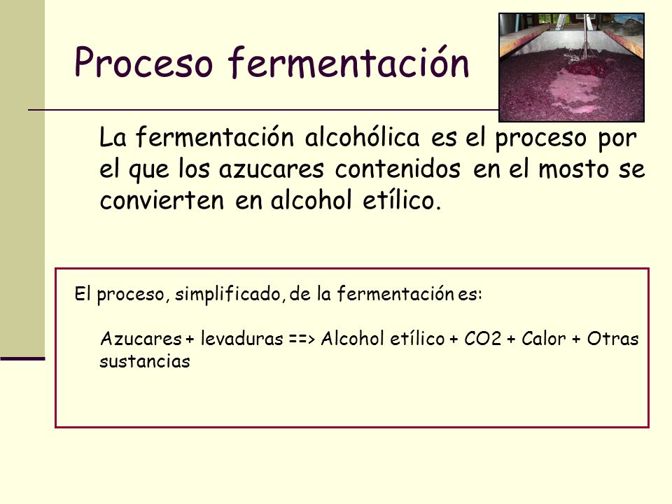 Proceso fermentación La fermentación alcohólica es el proceso por el que los azucares contenidos en el mosto se convierten en alcohol etílico.