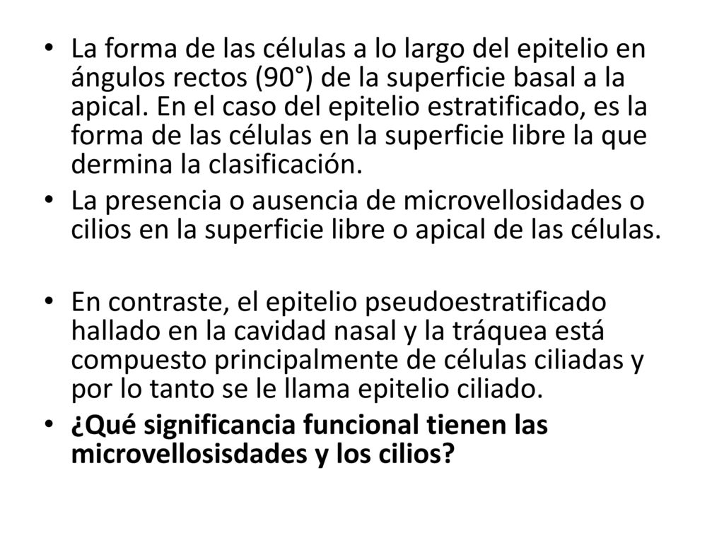 La forma de las células a lo largo del epitelio en ángulos rectos (90°) de la superficie basal a la apical. En el caso del epitelio estratificado, es la forma de las células en la superficie libre la que dermina la clasificación.