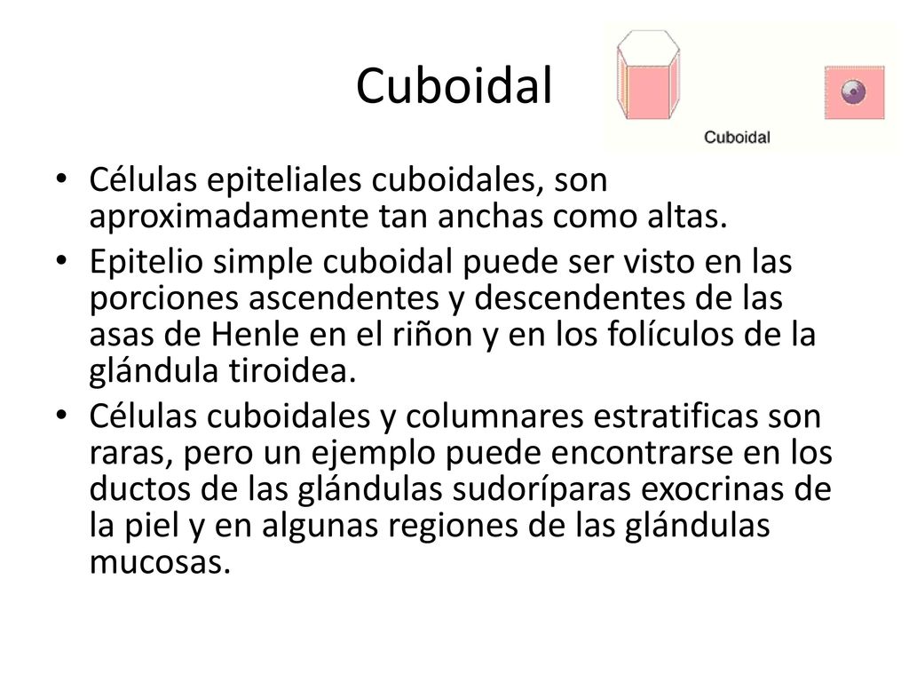 Cuboidal Células epiteliales cuboidales, son aproximadamente tan anchas como altas.