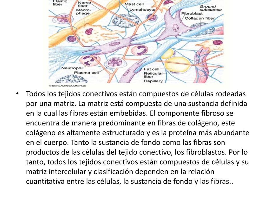 Todos los tejidos conectivos están compuestos de células rodeadas por una matriz.