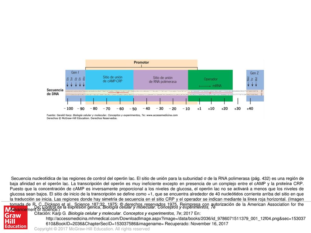 Secuencia nucleotídica de las regiones de control del operón lac