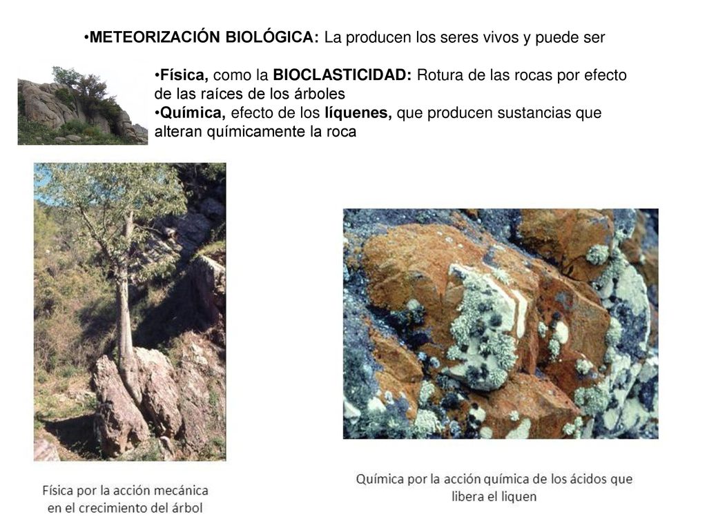 METEORIZACIÓN BIOLÓGICA: La producen los seres vivos y puede ser
