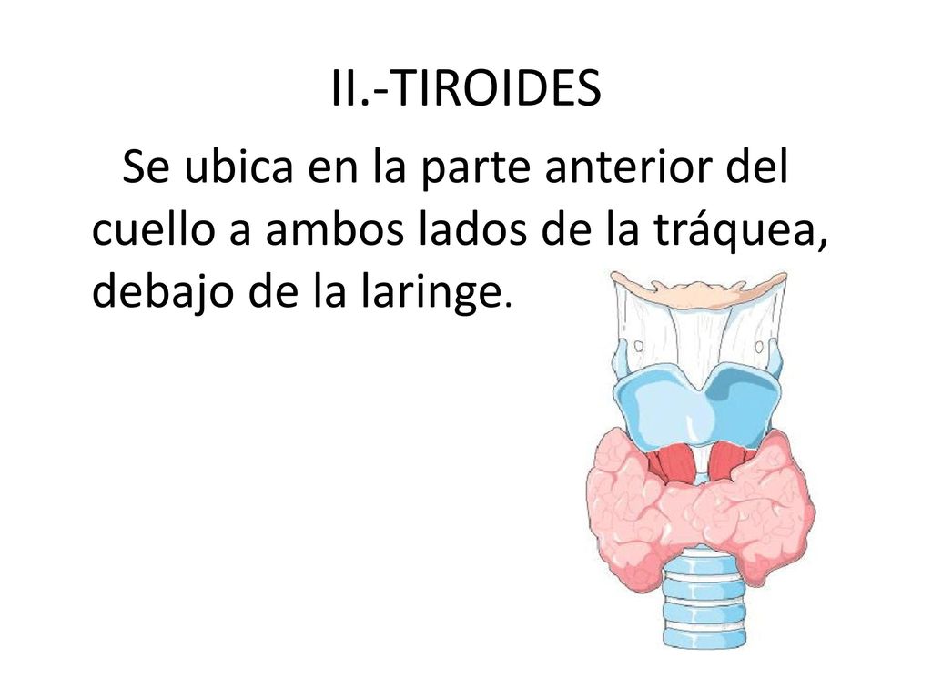 II.-TIROIDES Se ubica en la parte anterior del cuello a ambos lados de la tráquea, debajo de la laringe.