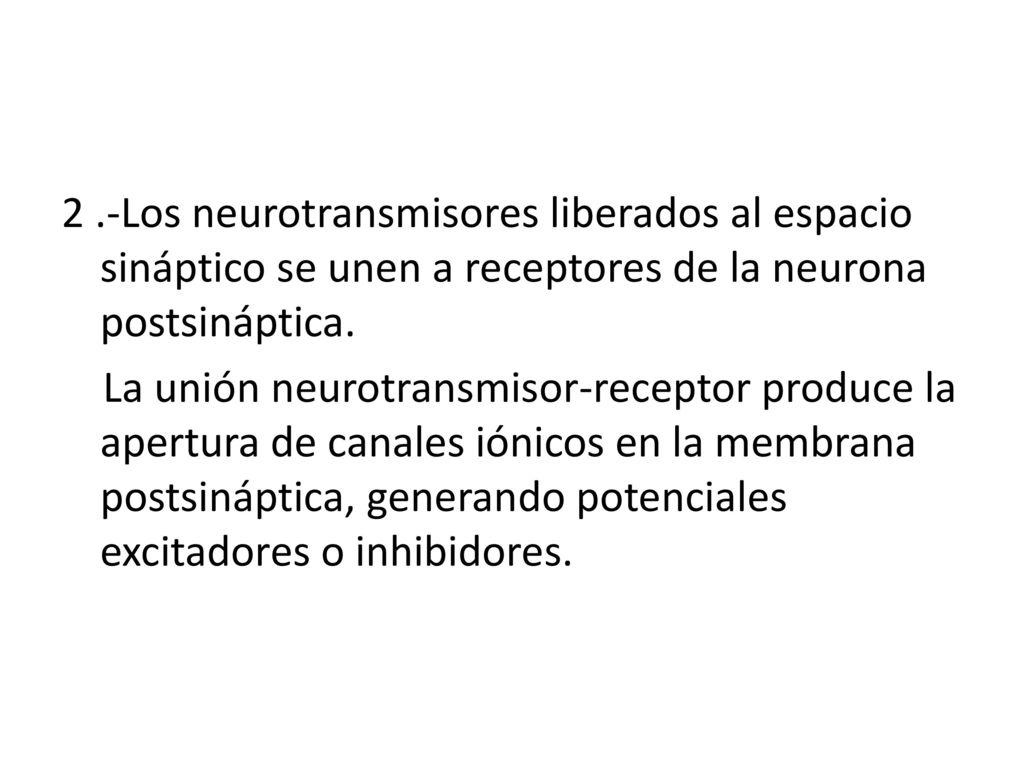 2 .-Los neurotransmisores liberados al espacio sináptico se unen a receptores de la neurona postsináptica.
