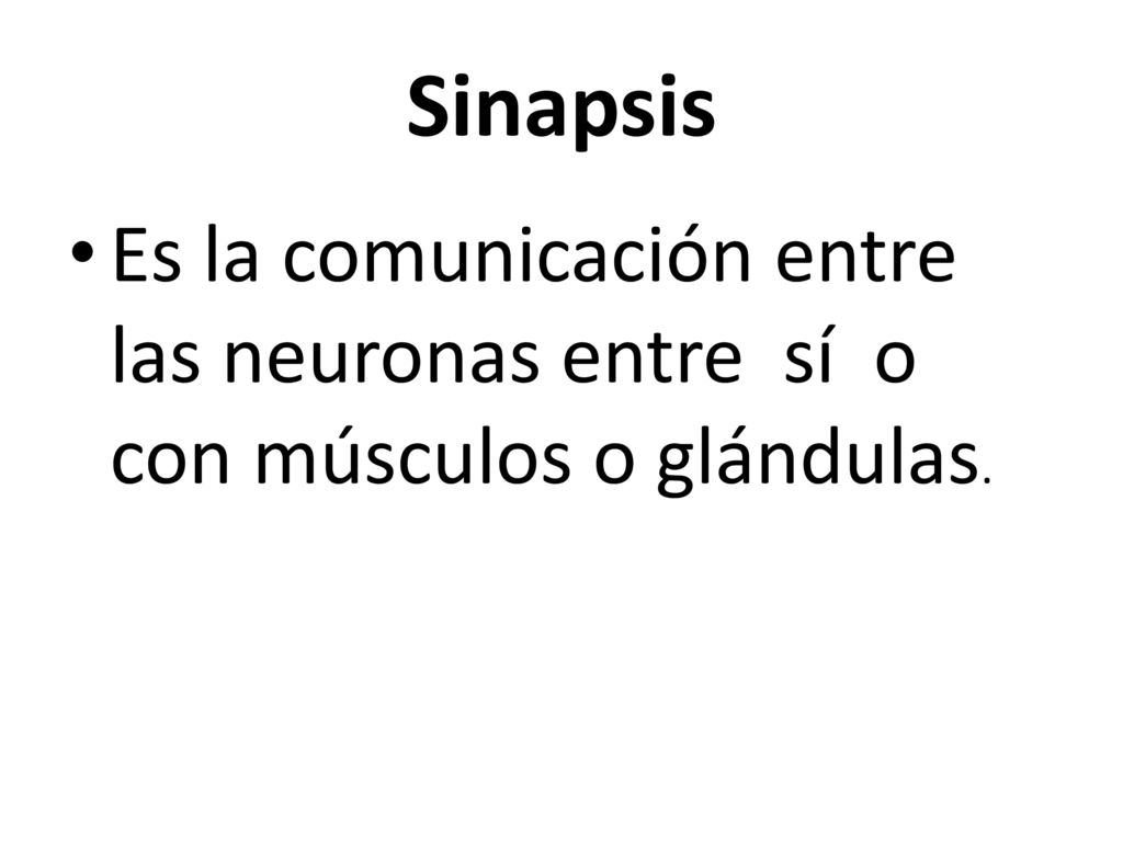 Sinapsis Es la comunicación entre las neuronas entre sí o con músculos o glándulas.