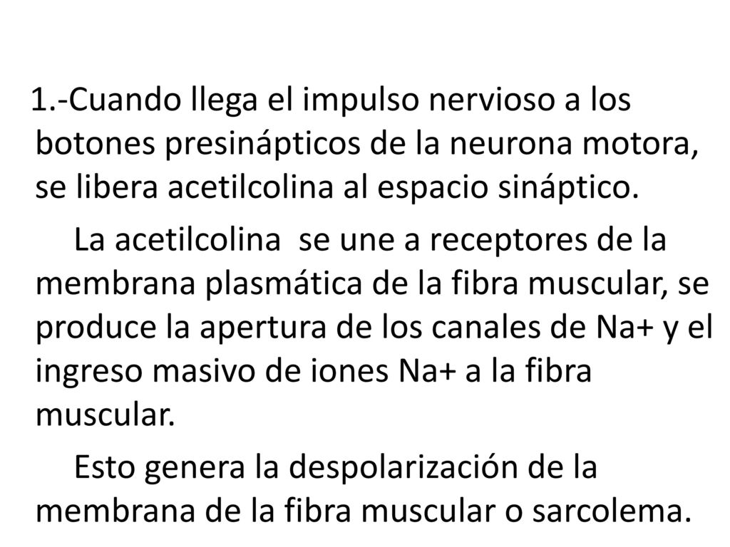 1.-Cuando llega el impulso nervioso a los botones presinápticos de la neurona motora, se libera acetilcolina al espacio sináptico.
