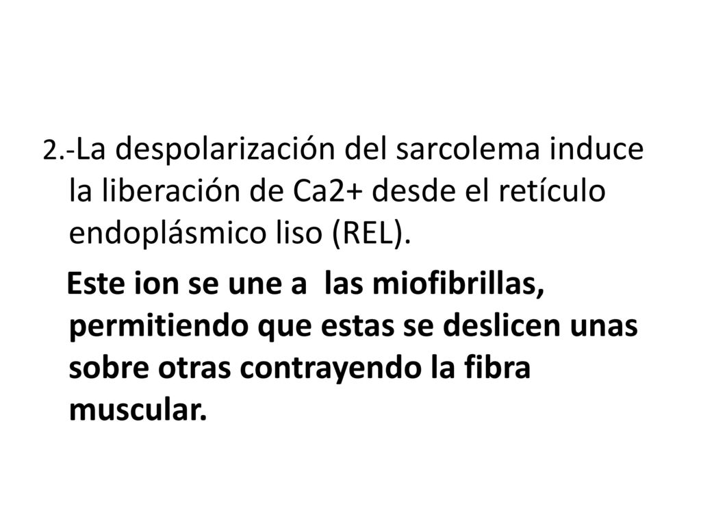 2.-La despolarización del sarcolema induce la liberación de Ca2+ desde el retículo endoplásmico liso (REL).