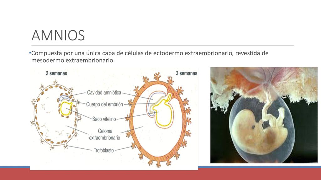 AMNIOS Compuesta por una única capa de células de ectodermo extraembrionario, revestida de mesodermo extraembrionario.