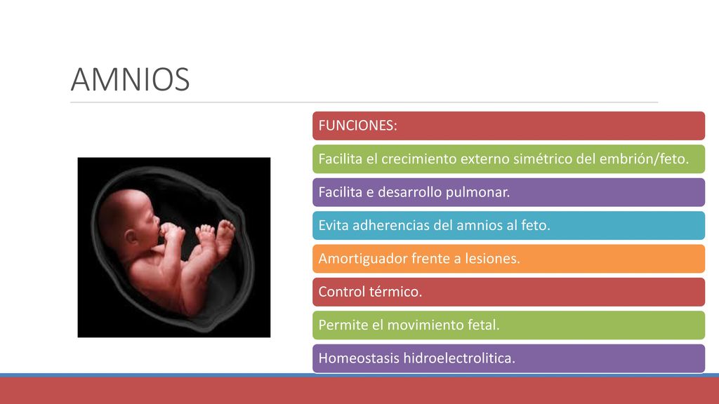 AMNIOS FUNCIONES: Facilita el crecimiento externo simétrico del embrión/feto. Facilita e desarrollo pulmonar.
