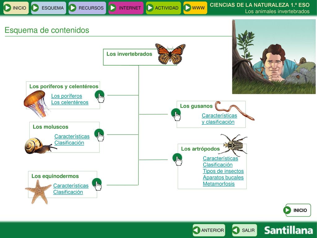Esquema de contenidos Los invertebrados Los poríferos y celentéreos