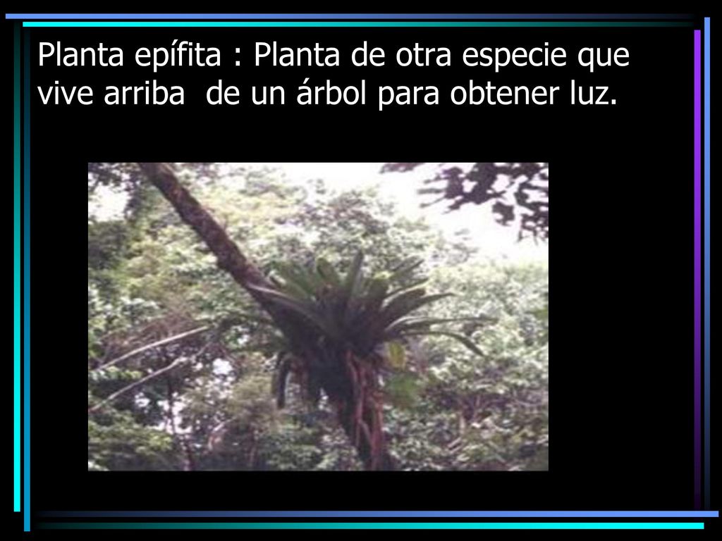 Planta epífita : Planta de otra especie que vive arriba de un árbol para obtener luz.