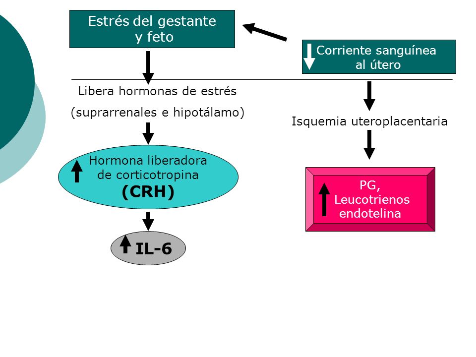 (CRH) IL-6 Estrés del gestante y feto Corriente sanguínea al útero