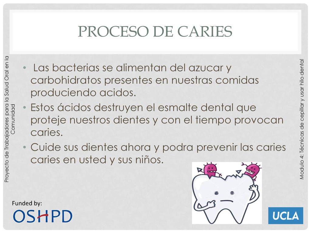 Proceso de caries Las bacterias se alimentan del azucar y carbohidratos presentes en nuestras comidas produciendo acidos.