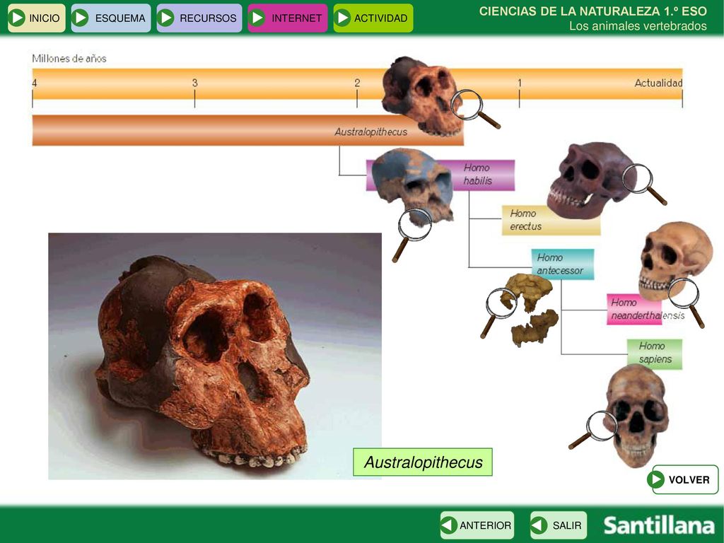 INICIO ESQUEMA. RECURSOS. INTERNET. ACTIVIDAD. CIENCIAS DE LA NATURALEZA 1.º ESO Los animales vertebrados.