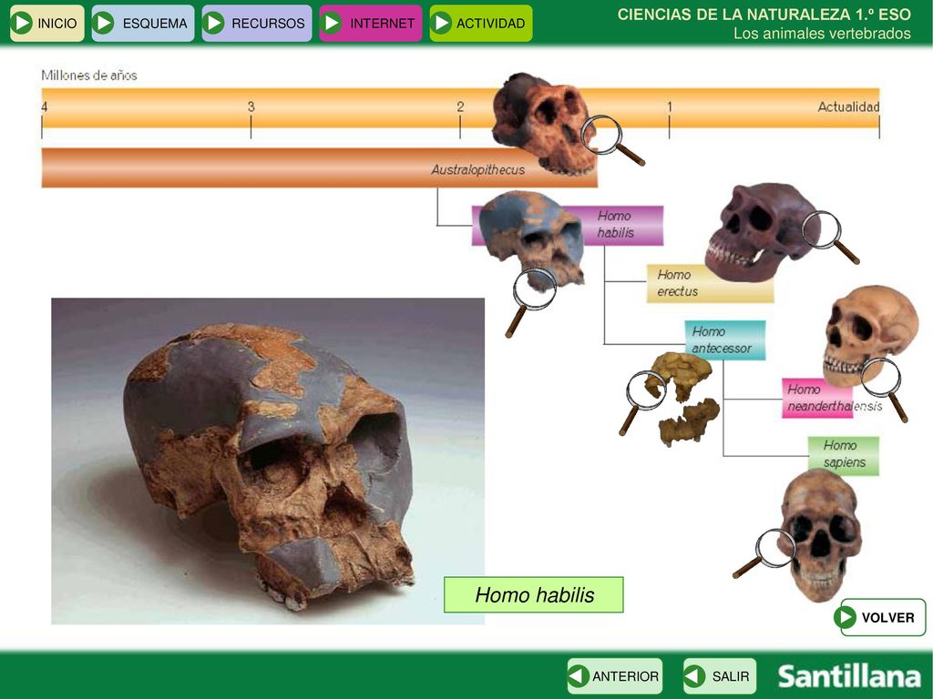 INICIO ESQUEMA. RECURSOS. INTERNET. ACTIVIDAD. CIENCIAS DE LA NATURALEZA 1.º ESO Los animales vertebrados.