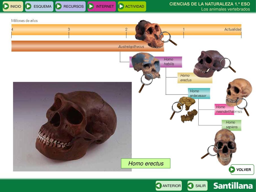 INICIO ESQUEMA. RECURSOS. INTERNET. ACTIVIDAD. CIENCIAS DE LA NATURALEZA 1.º ESO Los animales vertebrados.