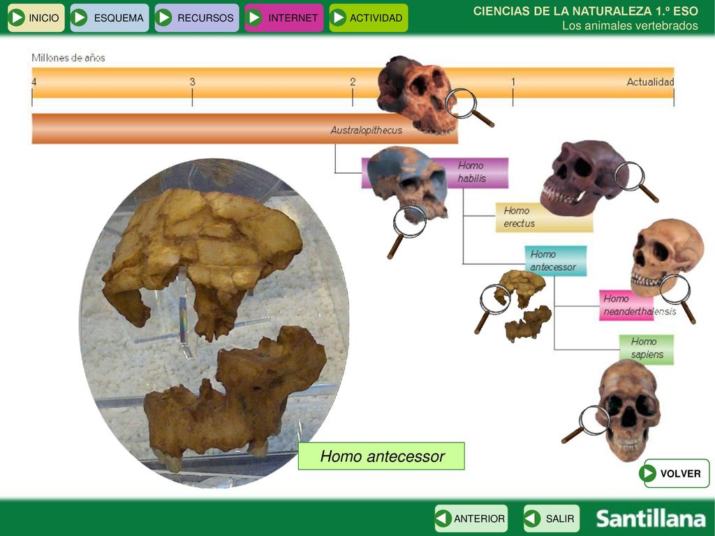INICIO ESQUEMA. RECURSOS. INTERNET. ACTIVIDAD. CIENCIAS DE LA NATURALEZA 1.º ESO Los animales vertebrados.
